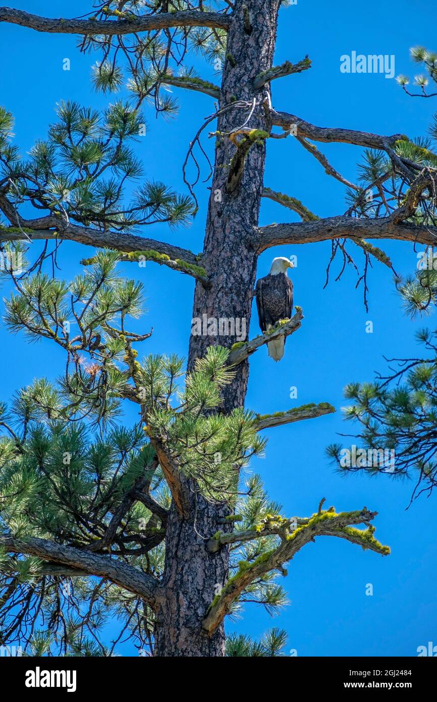 Bald eagle, Bend, Oregon, USA Stock Photo Alamy