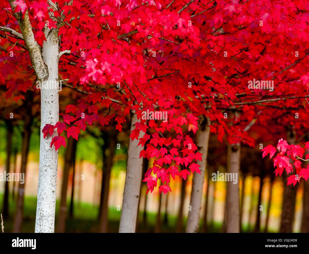 USA, Oregon, Forest Grove. A grove of trees in full autumn red Stock Photo  - Alamy, image size:1300x1072