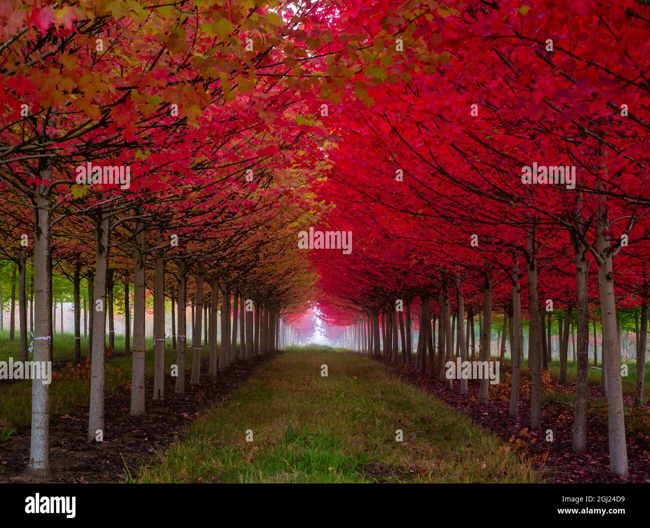 USA, Oregon, Forest Grove. A grove of trees in full autumn red Stock Photo  - Alamy, image size:1300x1055