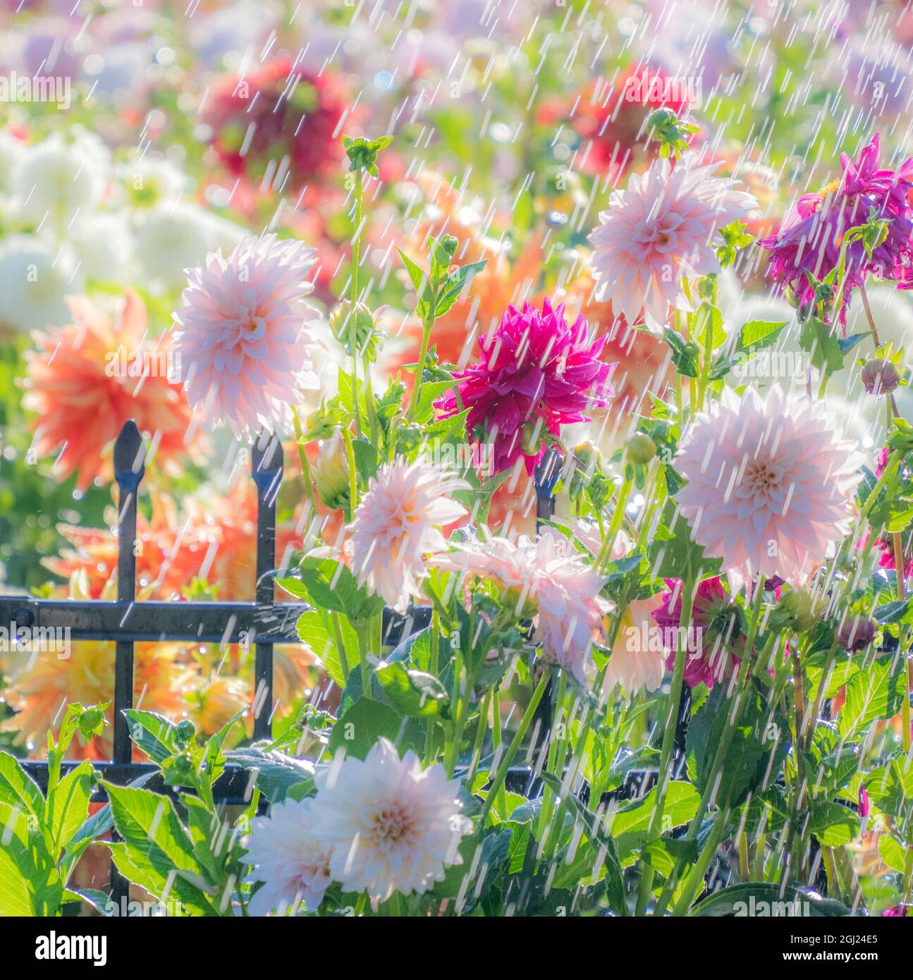 USA, Oregon, Canby, Swan Island Dahlias, water coming down on flowers Stock Photo