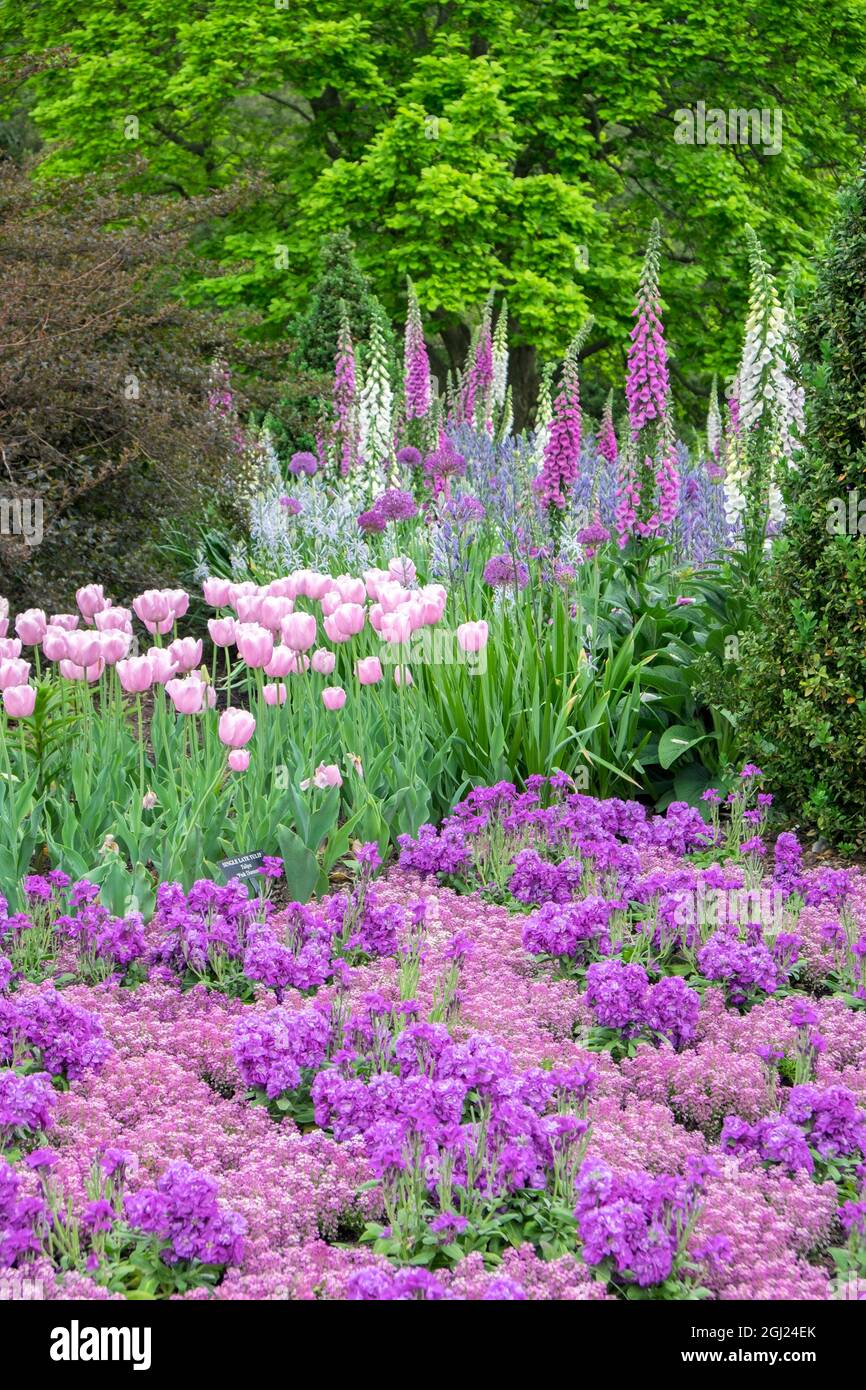 Longwood Gardens, spring flowers, Kennett Square, Pennsylvania, USA Stock Photo