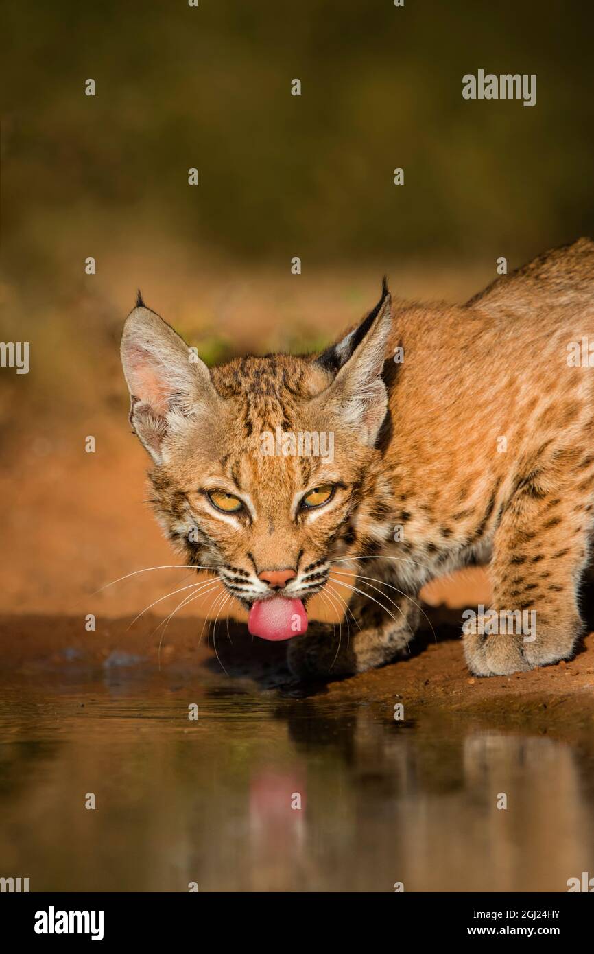 Bobcat (Lynx rufus) drinking Stock Photo