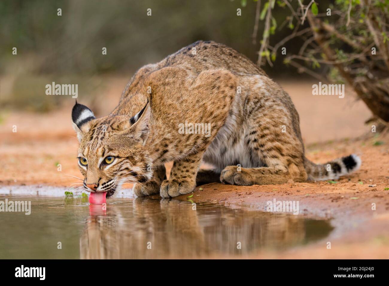 Bobcat (Lynx Rufus) drinking Stock Photo