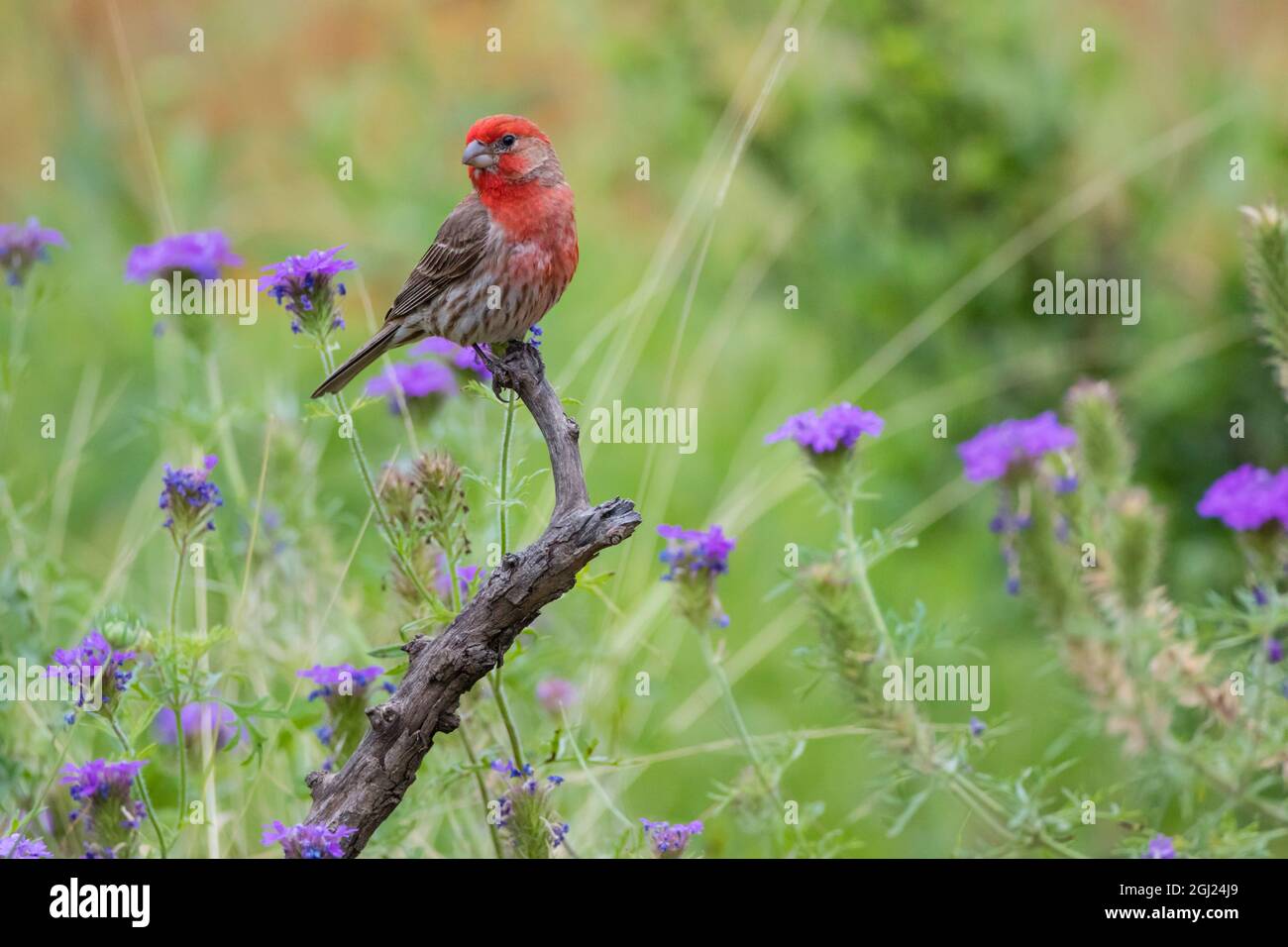 House Finch (Carpodacus mexicanus) male perched Stock Photo