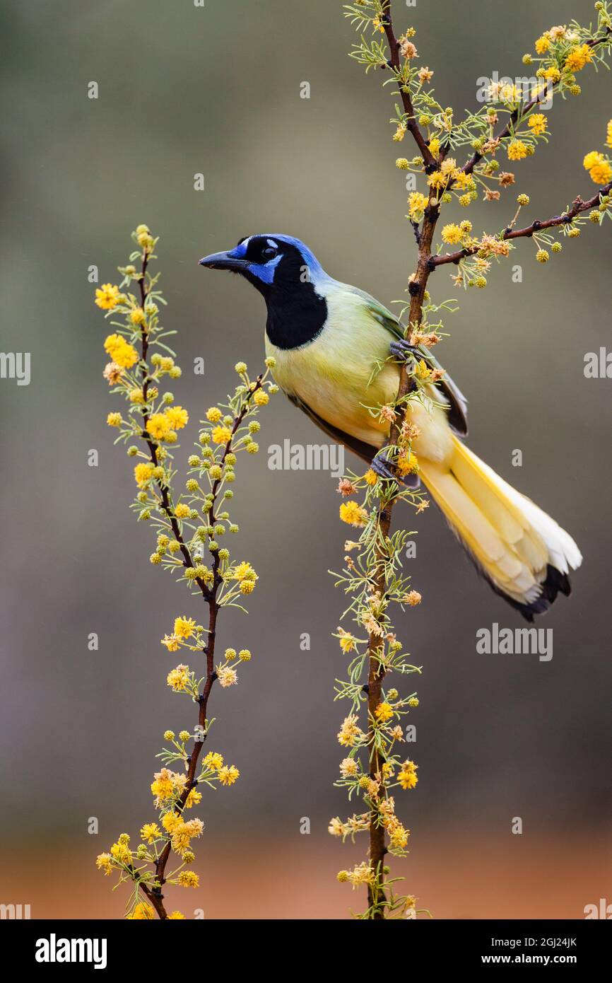 Green jay perched. Stock Photo