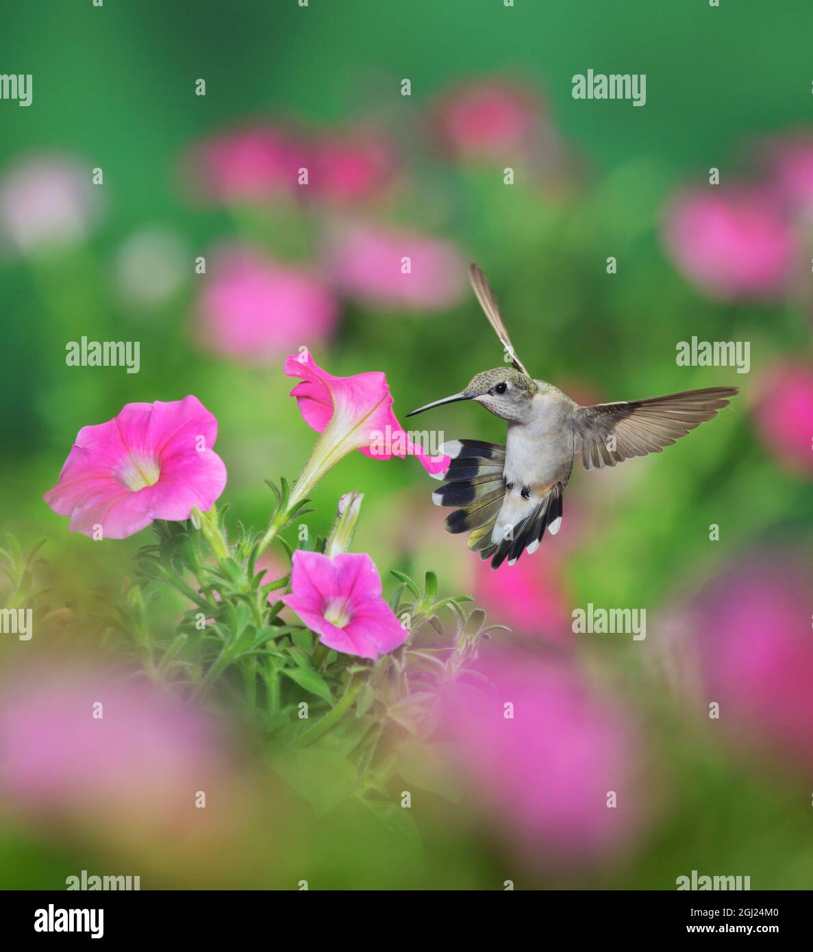 Ruby-throated Hummingbird (Archilochus colubris), female in flight feeding on Petunia flowers, Hill Country, Texas, USA Stock Photo