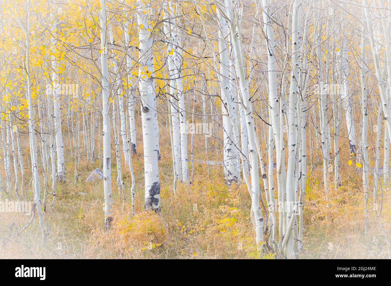 USA, Utah, Manti-La Sal National Forest. Aspen forest scenic. Credit as: Don Paulson / Jaynes Gallery / DanitaDelimont.com Stock Photo