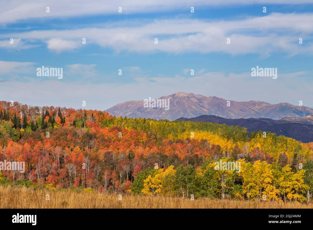 USA, Utah, Manti-La Sal National Forest. Mountain and forest landscape. Credit as: Don Paulson / Jaynes Gallery / DanitaDelimont.com Stock Photo