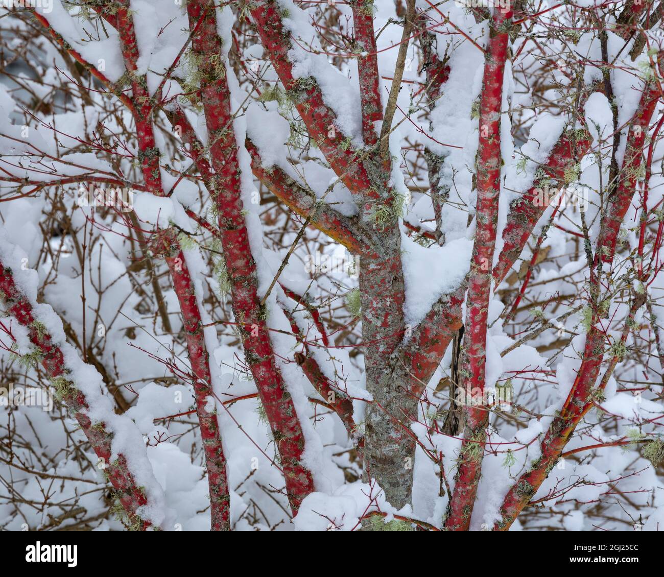 USA, Washington State, Seabeck. Snow-covered coral bark Japanese maple tree. Credit as: Don Paulson / Jaynes Gallery / DanitaDelimont.com Stock Photo