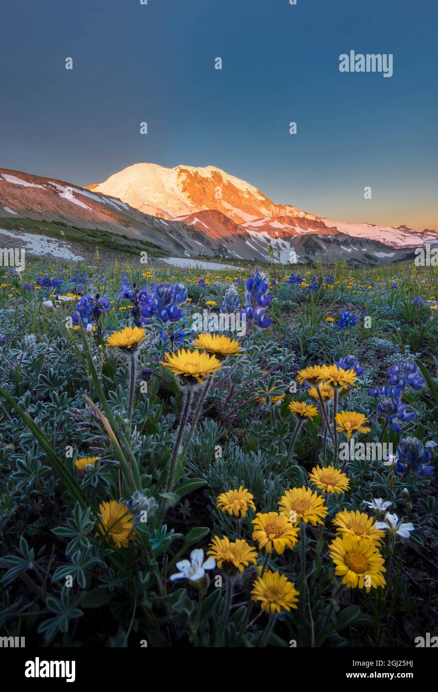 USA, Washington State. Alpine wildflowers Dwarf Lupine (Lupinus lepidus), Tolmie's Saxifrage (Saxifraga tolmiei) and Alpine Golden Daisy (Erigeron aur Stock Photo