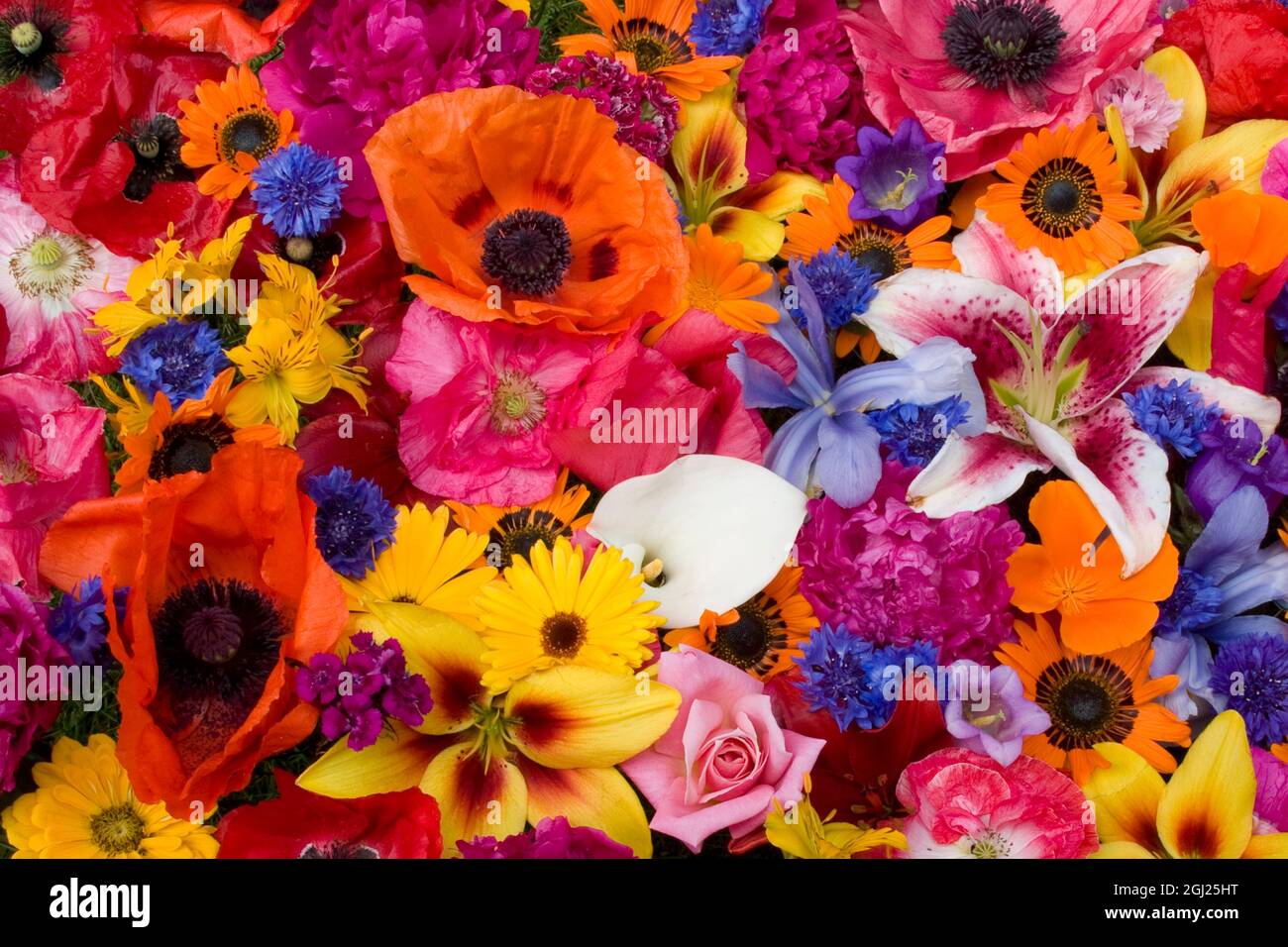 Colorful array of floral hi-res stock photography and images - Alamy