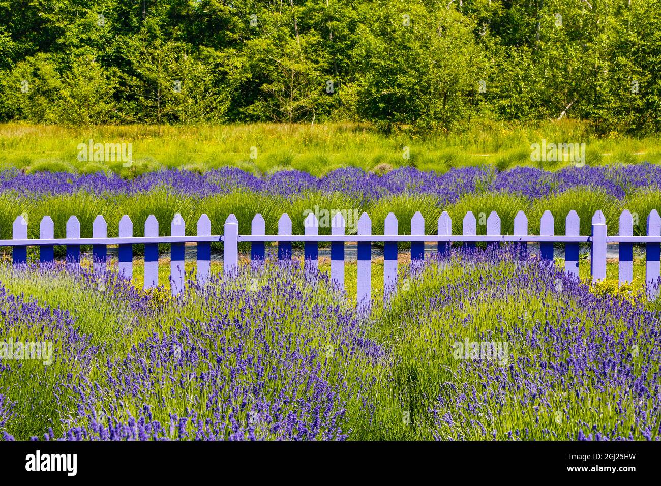 USA, Washington, Squim,  Lavender Field Stock Photo
