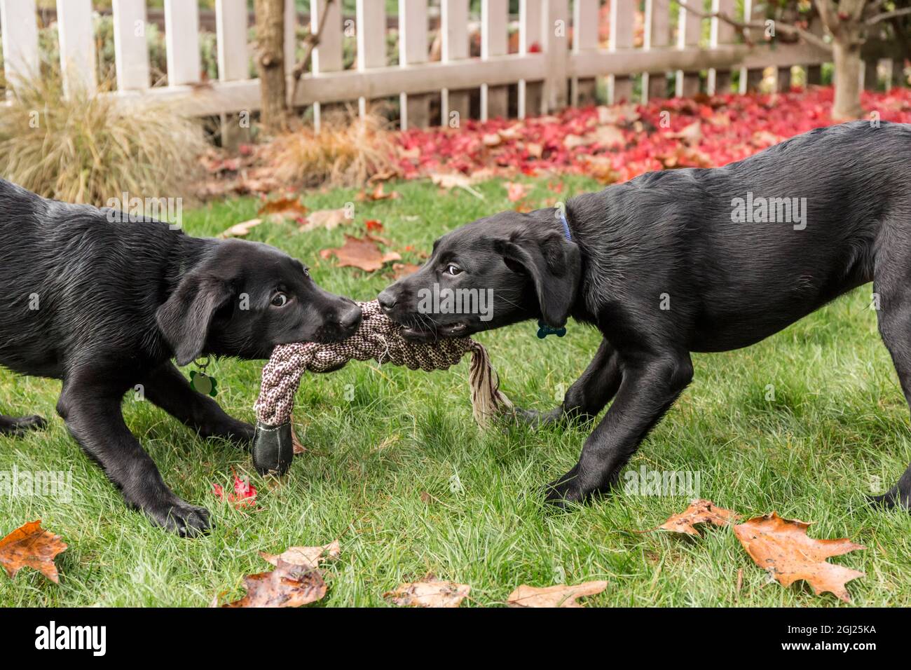 Bellevue, Washington State, USA. Three month old black Labrador Retriever puppies, playing tug on the lawn. (PR) Stock Photo
