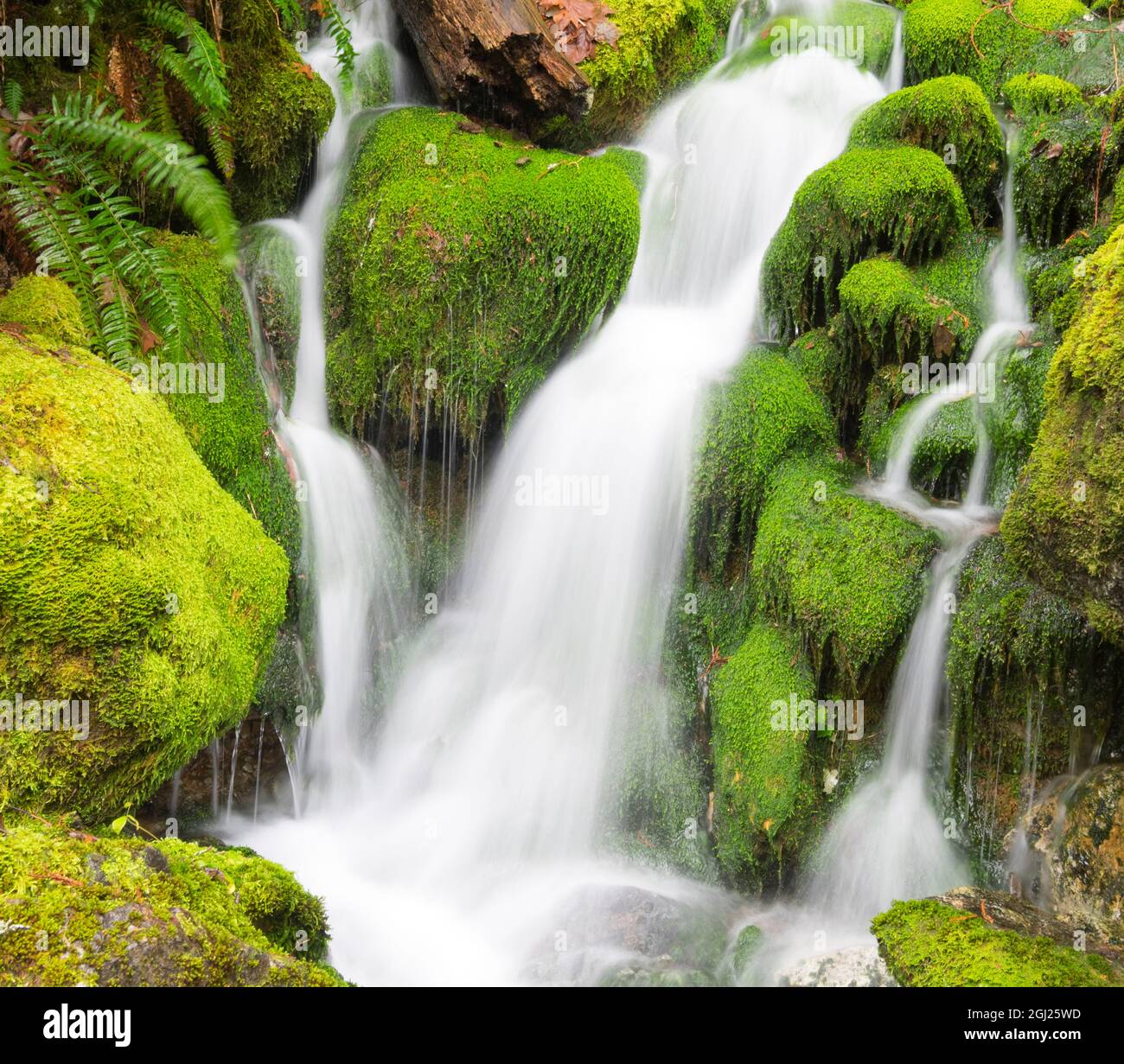 USA, Washington State. Central Cascades, water and moss. Stock Photo