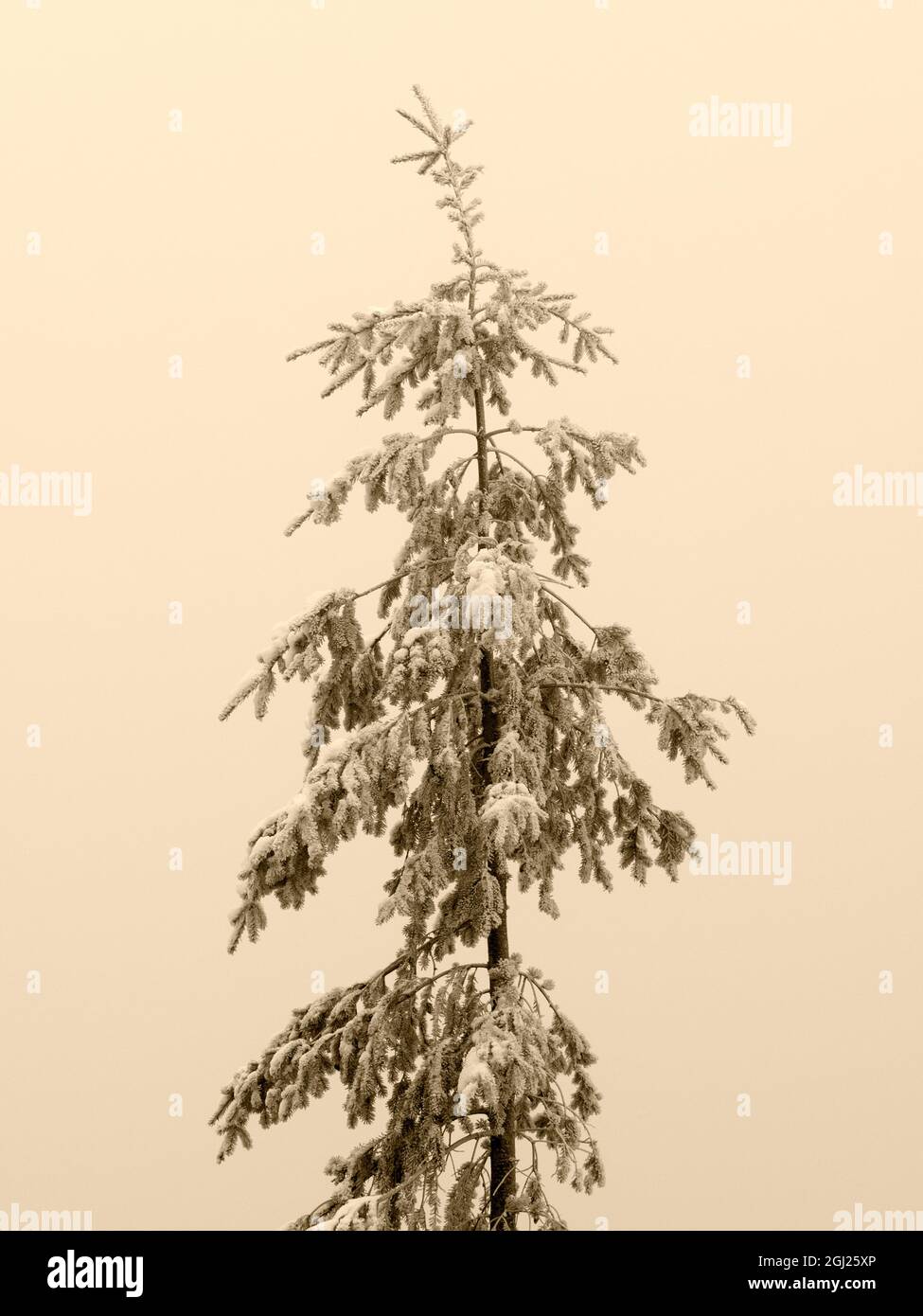 Fir tree snow hi-res stock photography and images - Alamy