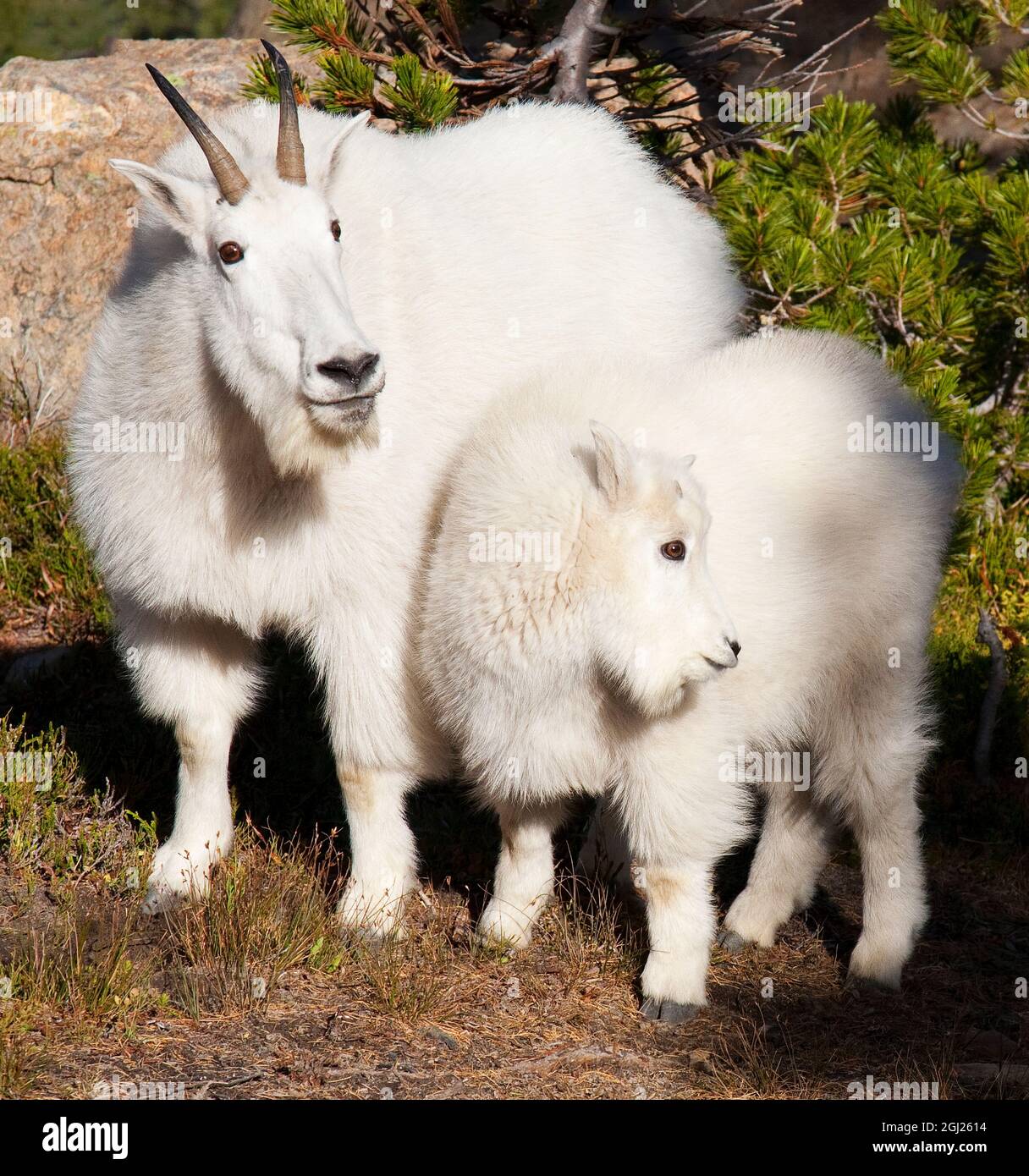WA, Alpine Lakes Wilderness, mountain goats, nanny and kid Stock Photo ...
