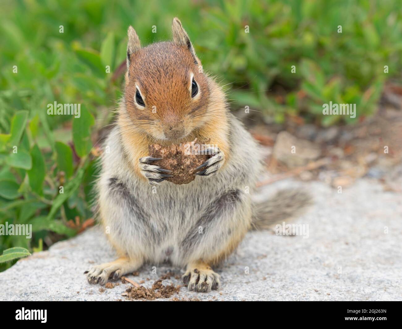 WA, Mount Rainier National Park, Golden Mantled Ground Squirrel (Spermophilus lateralis) Stock Photo
