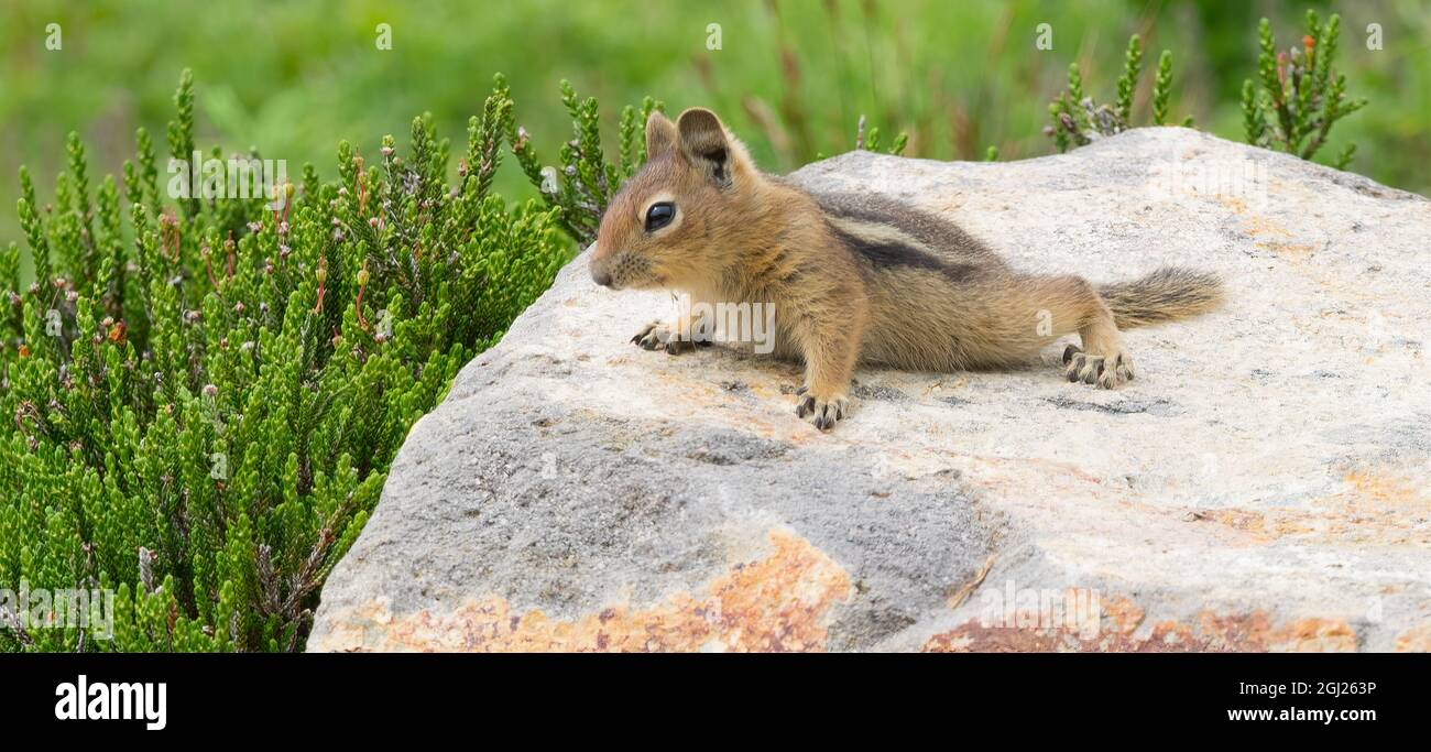 WA, Mount Rainier National Park, Golden Mantled Ground Squirrel (Spermophilus lateralis) Stock Photo