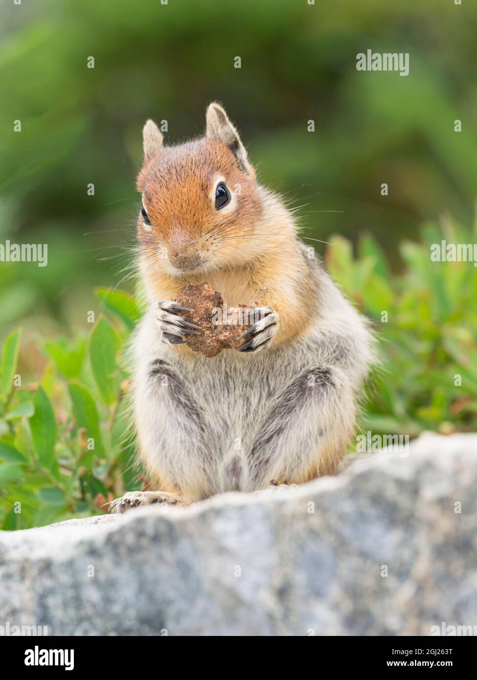 WA, Mount Rainier National Park, Golden Mantled Ground Squirrel (Spermophilus lateralis) Stock Photo