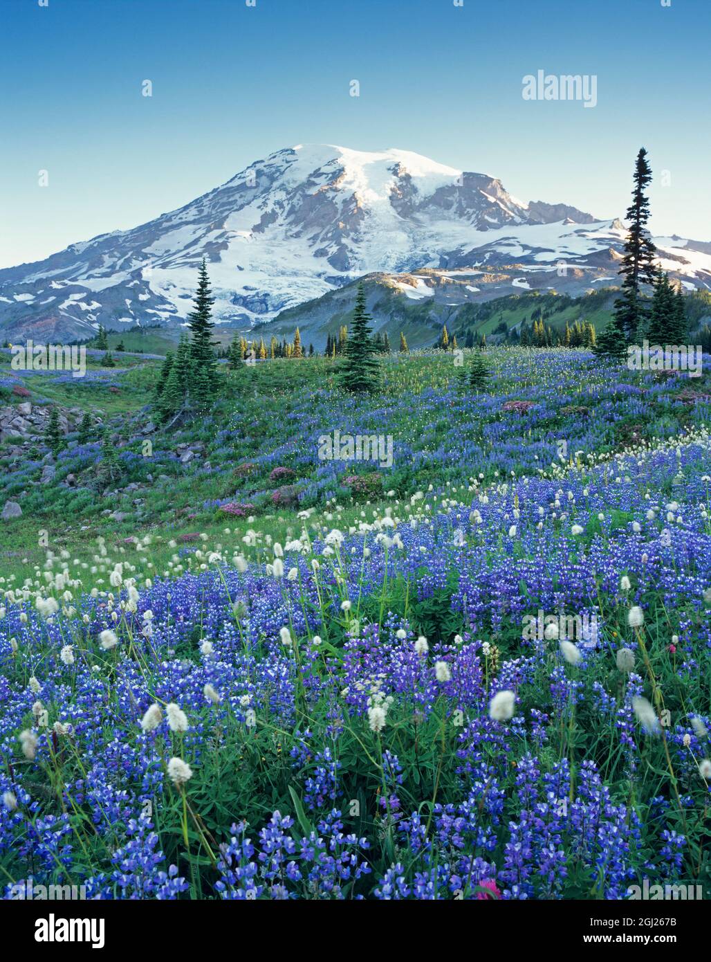 Washington State, Mount Rainier National Park, Lupine and Bistort meadow on Mazama Ridge Stock Photo