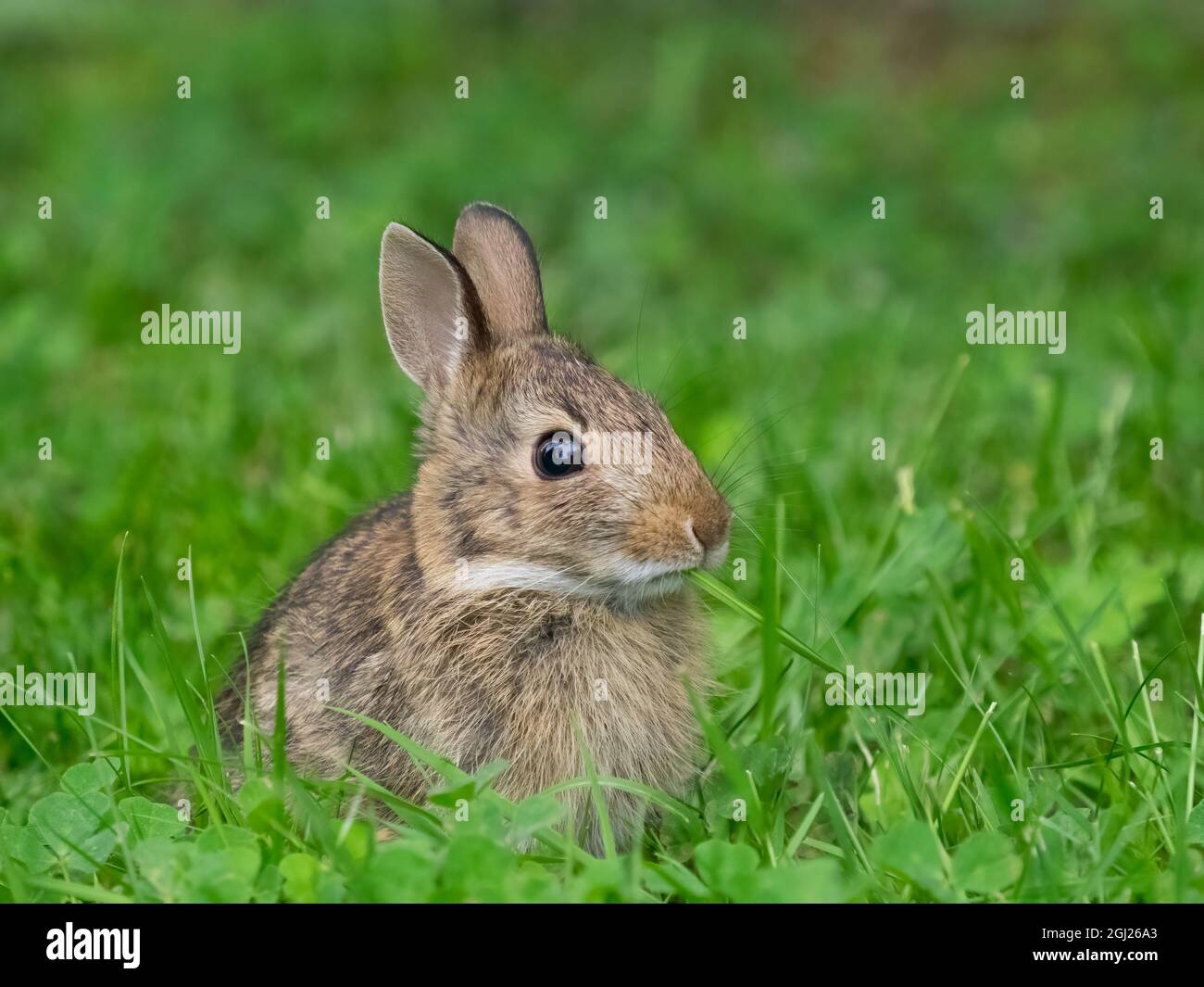 Washington State. Eastern cottontail, baby rabbit, eating grass Stock