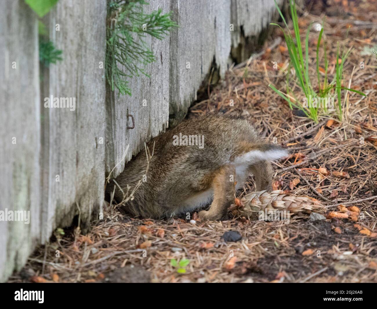 Crawling under hi-res stock photography and images - Alamy