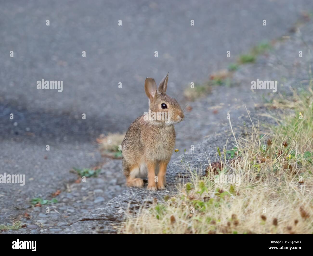 Washington State. Eastern cottontail Stock Photo