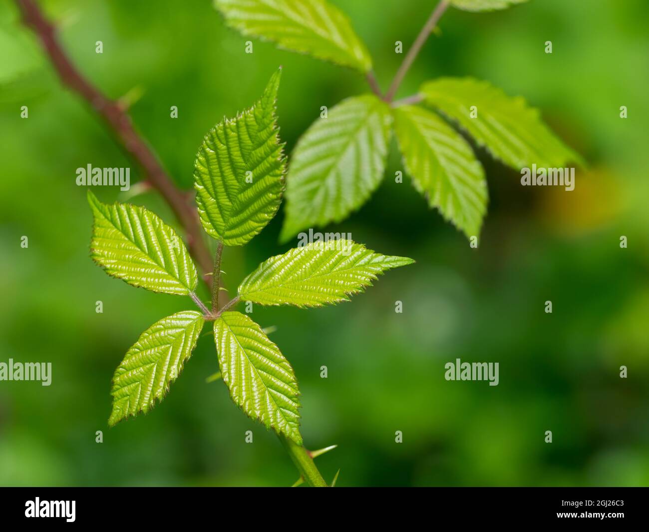 Washington State. Himalayan blackberry Stock Photo