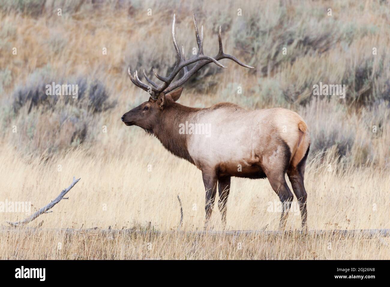Elk Wide Rack Yellowstone National Park, portrait of a bull elk with a large rack ...