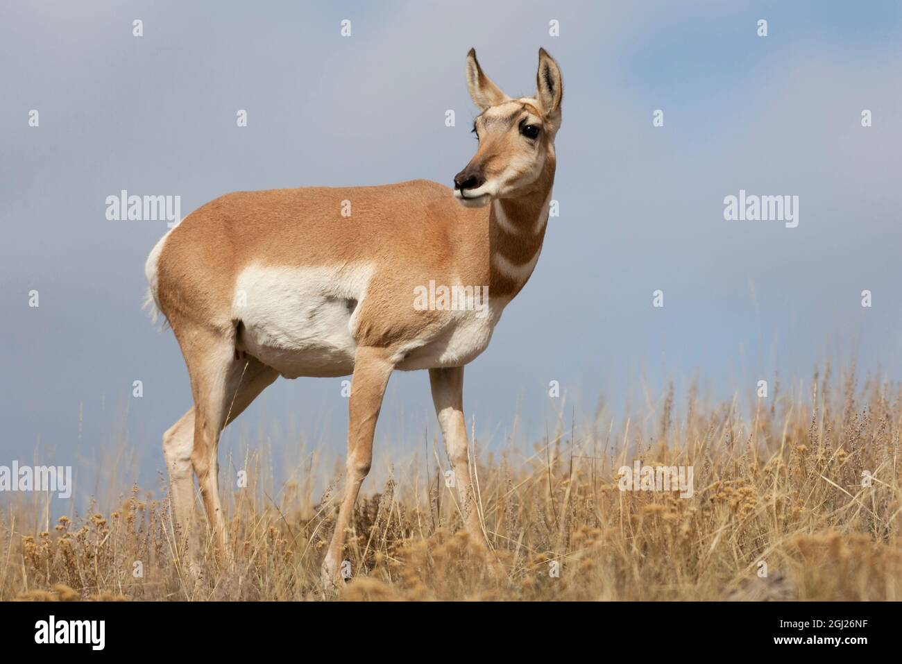 Yellowstone National Park, portrait of a female pronghorn antelope