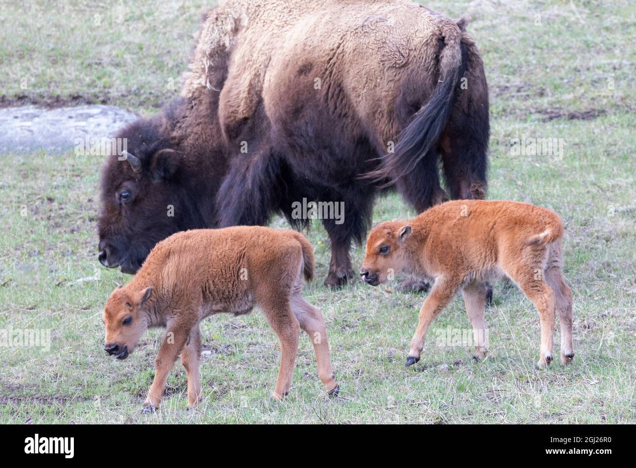 Bison calves hi-res stock photography and images - Alamy
