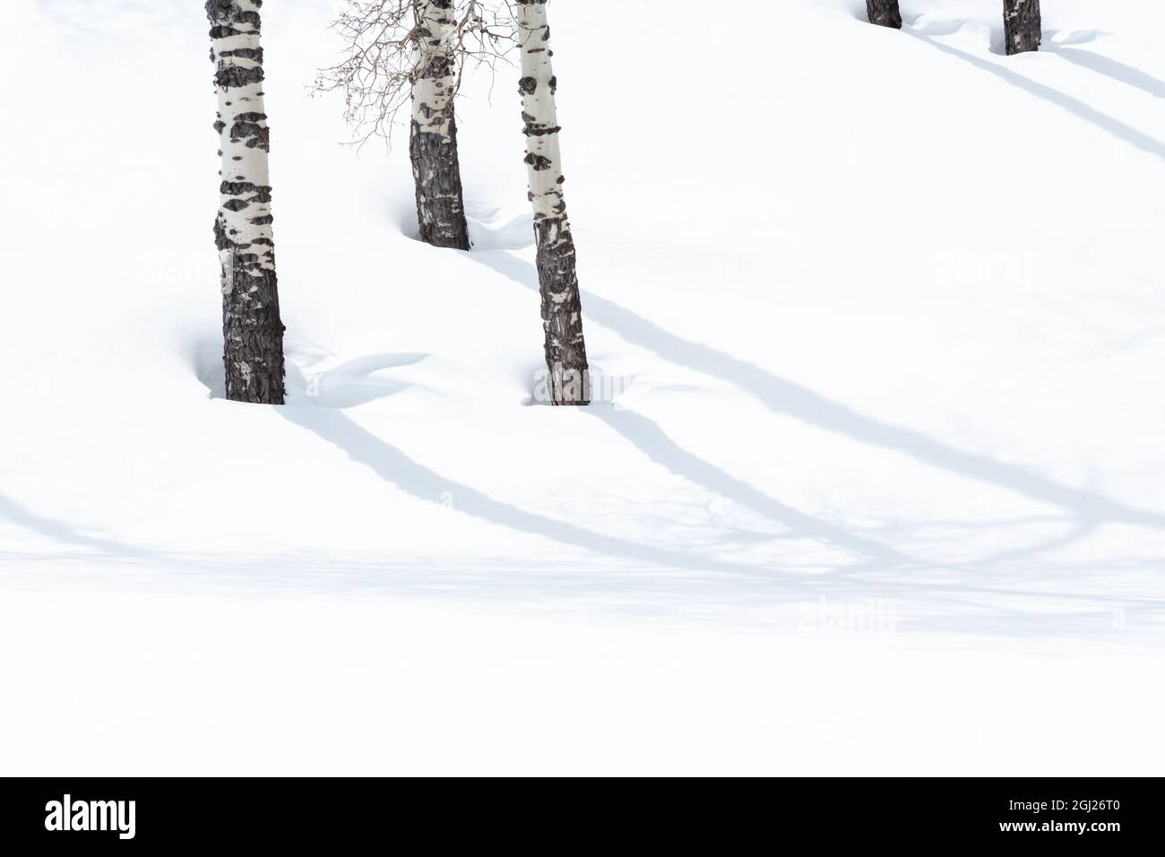 Yellowstone National Park, Lamar Valley. Aspen trees cast shadows on the snow. Stock Photo