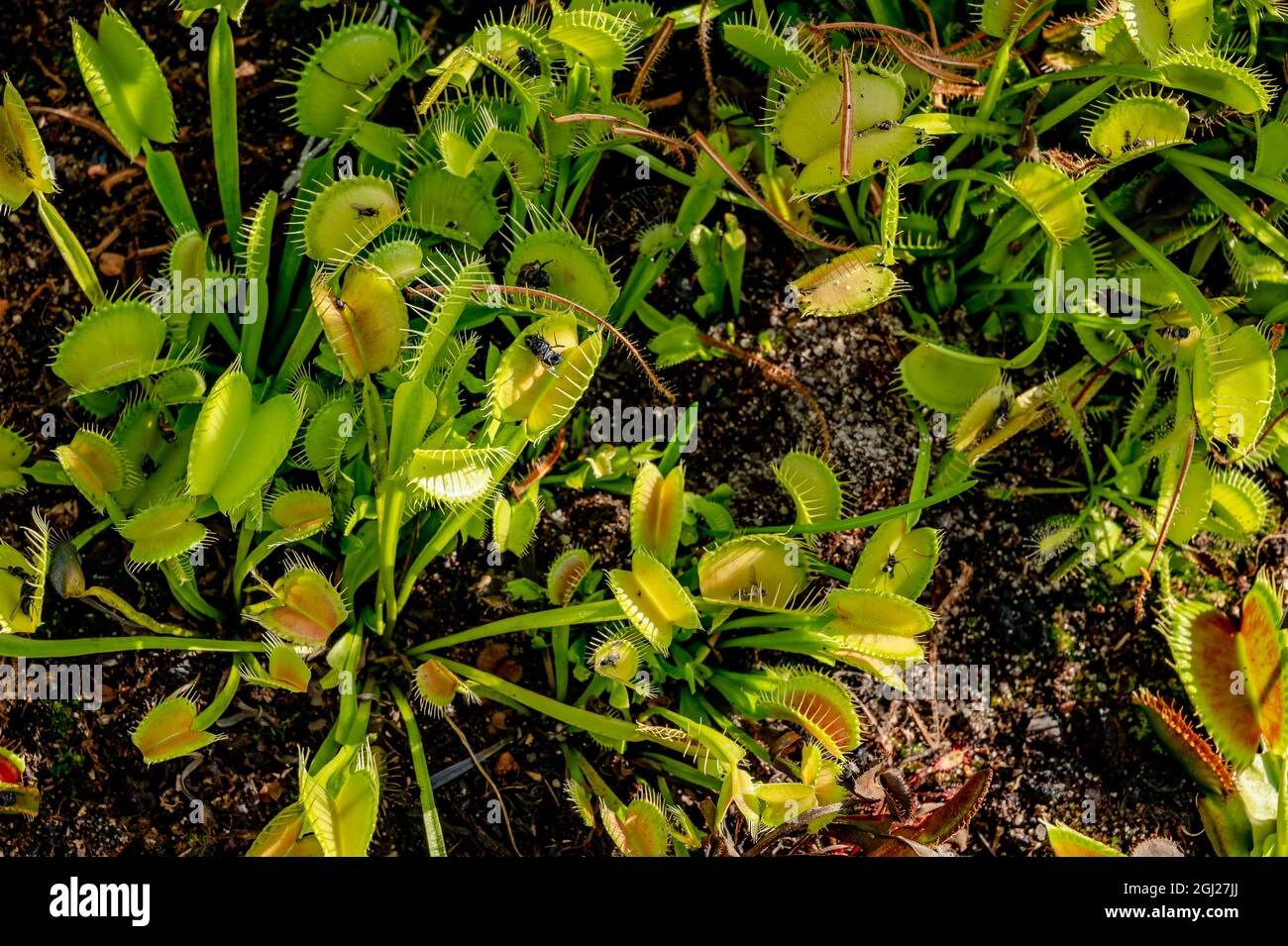 Venus flytrap in garden bed. Dionaea muscipula. Exotic tropical plant. Beauty in nature. Stock Photo
