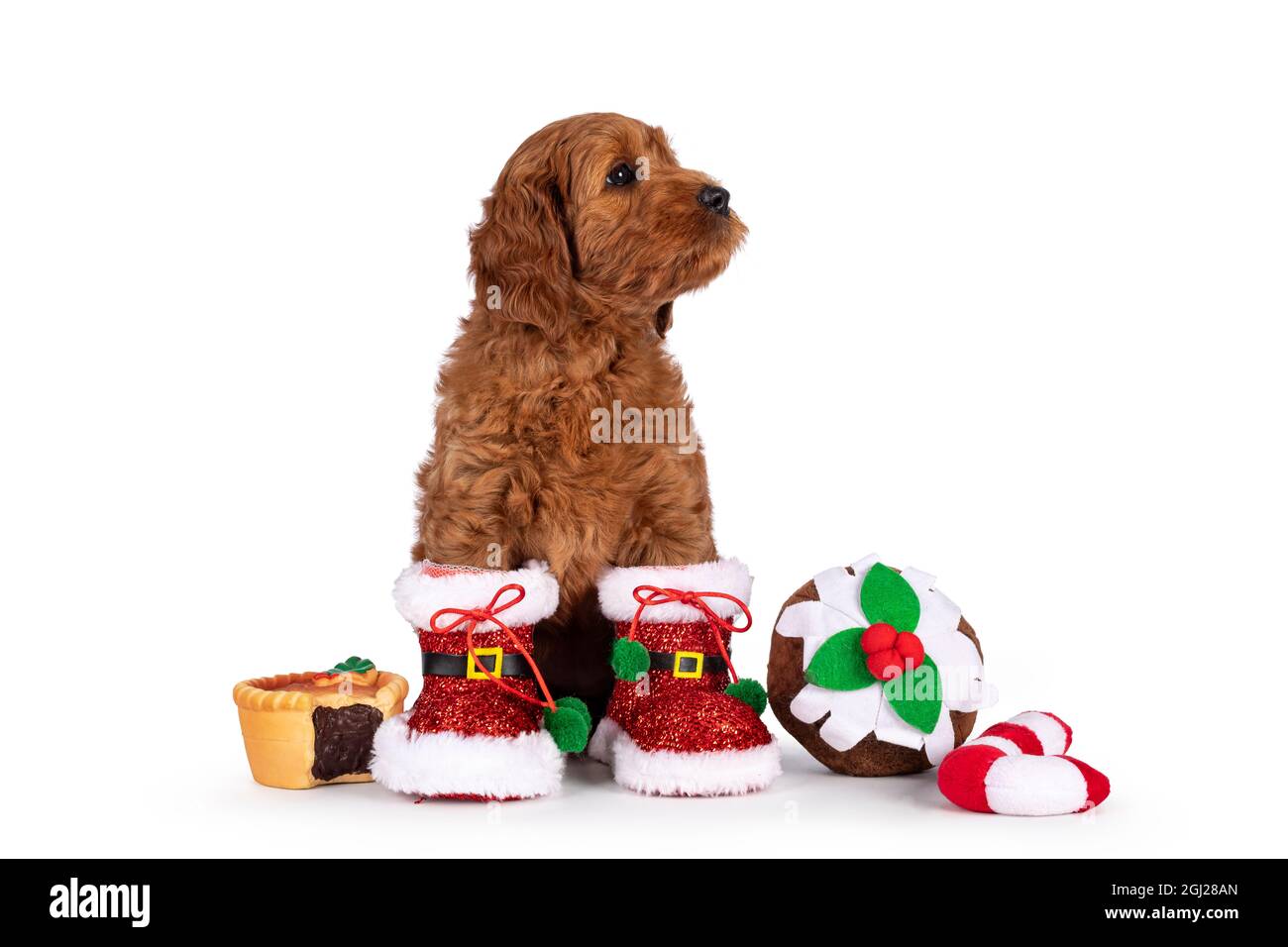 Adorable Cobberdog puppy aka Labradoodle dog, sitting up facing front wearing and sitting inbetween Christmas decorations. Looking side ways away from Stock Photo