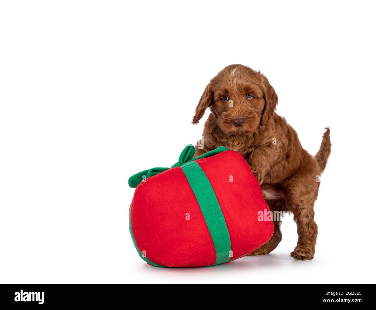 Adorable Cobberdog puppy aka Labradoodle dog, playing with toy Christmas present. Looking away from camera. Isolated on a white background. Stock Photo
