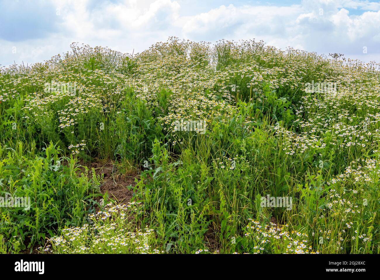 Dense daisy meadow hi-res stock photography and images - Alamy