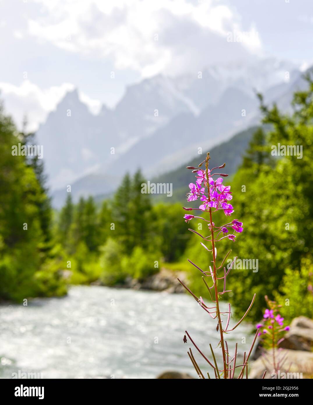 Spontaneous flower Epilobium or greater carnation in a mountain forest, also known as St. Anthony's wort. Mont Blanc massif seen from the Dora Baltea, Stock Photo