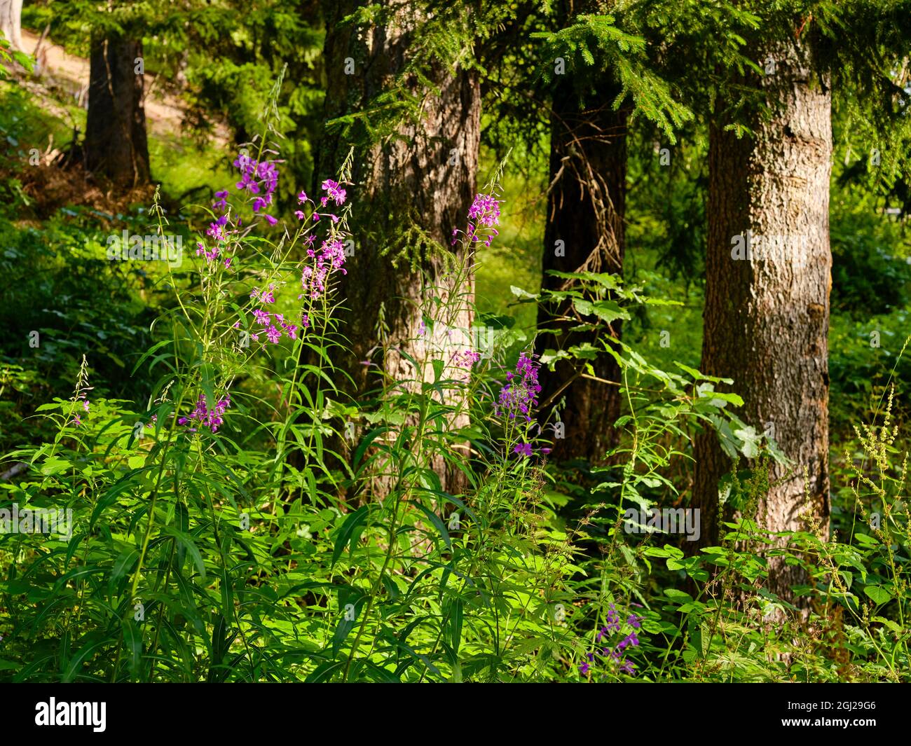 Spontaneous flower Epilobium or carnation greater in a forest in the mountains, also known as St. Anthony's wort. Stock Photo