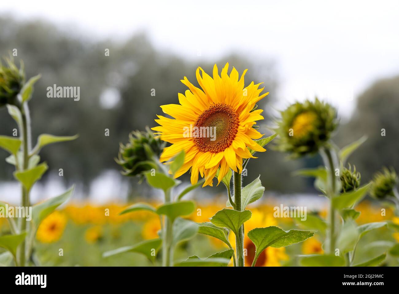 A beautiful yellow sunflower on a field in autumnal light Stock Photo