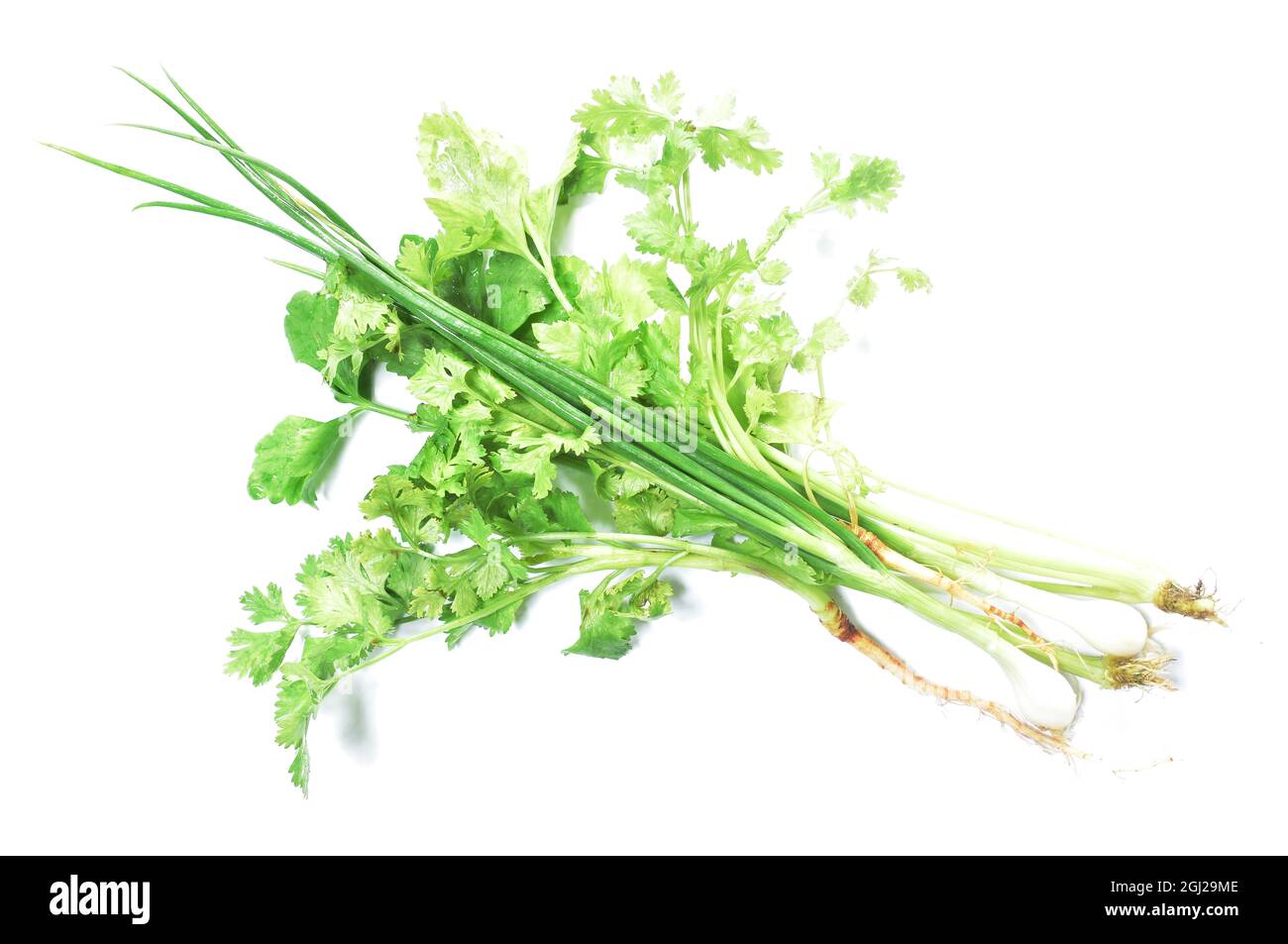 fresh parsley spring onion and celery with drop of water on white background Stock Photo