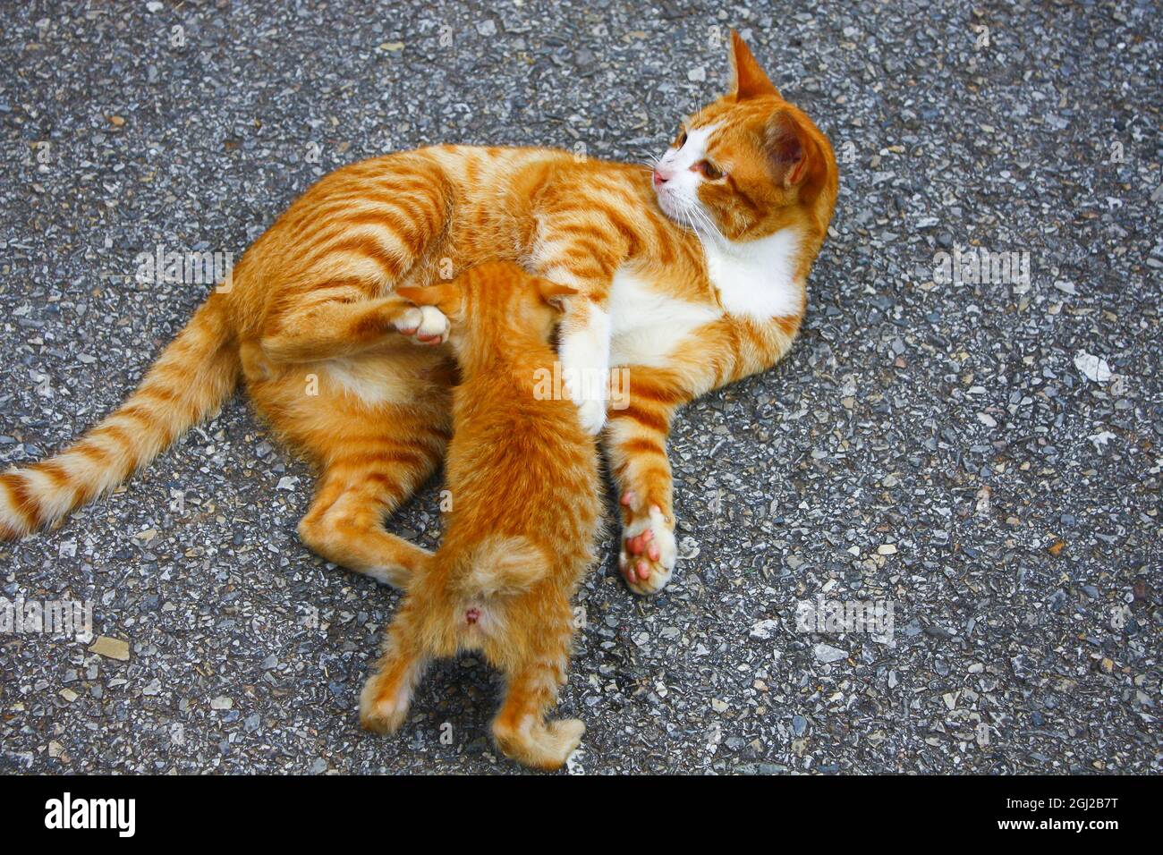 Domestic kittens mother hires stock photography and images Alamy