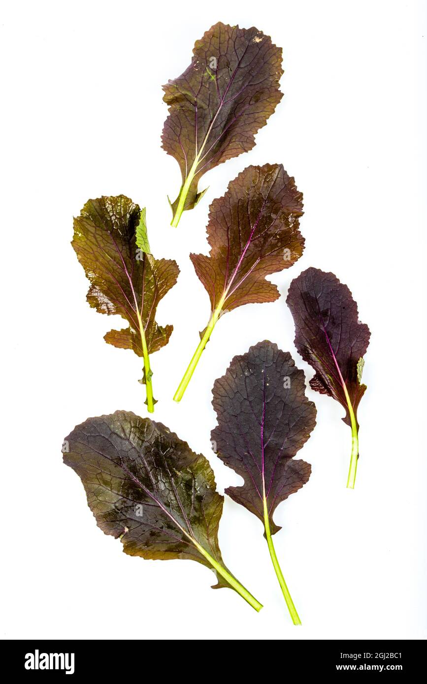 Mustard leaves hires stock photography and images Alamy