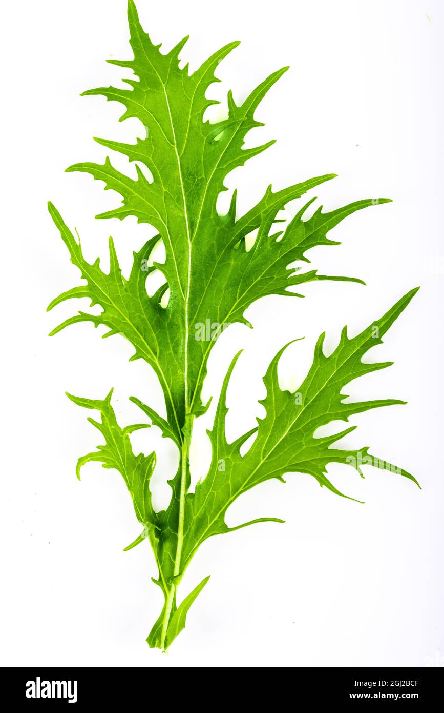 Mizuna lettuce isolated Japanese Mustard on white background Stock Photo