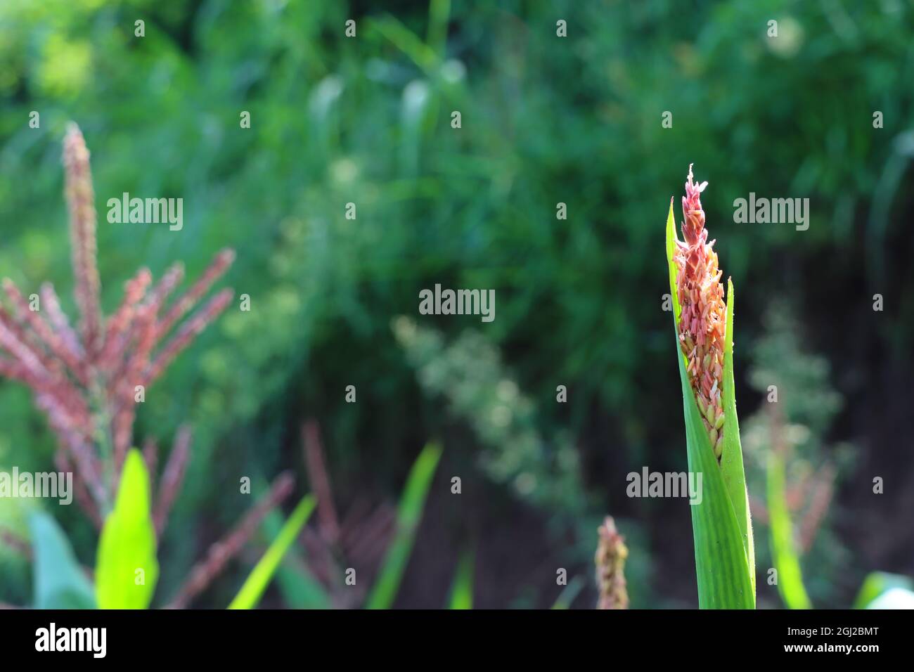 Closeup of Echinochloa muricata plants Stock Photo