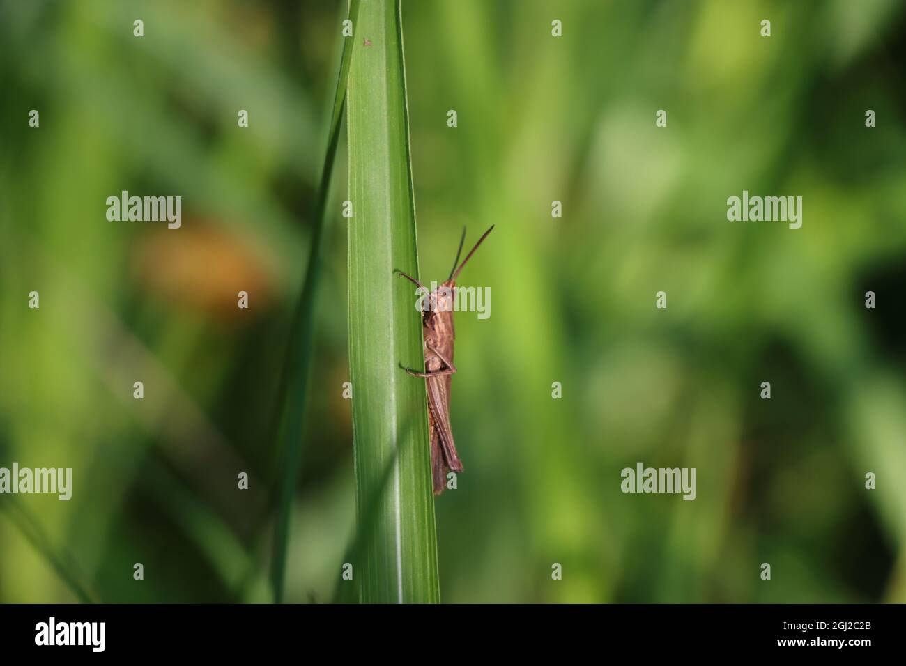 Closeup of a grasshopper on a green plant Stock Photo