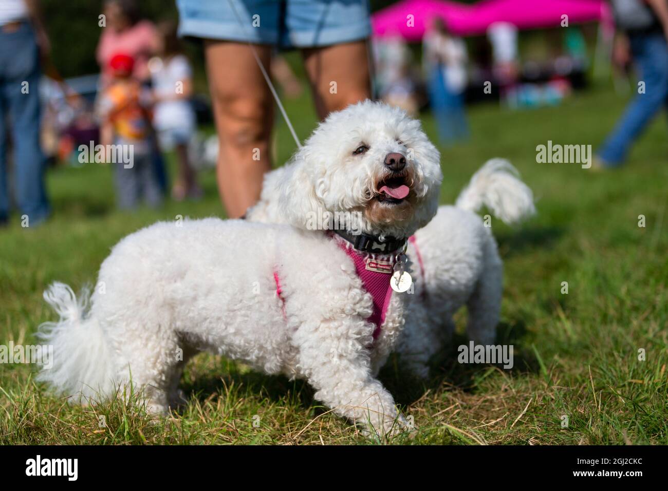 Bichon frise dog outside hi-res stock photography and images - Alamy