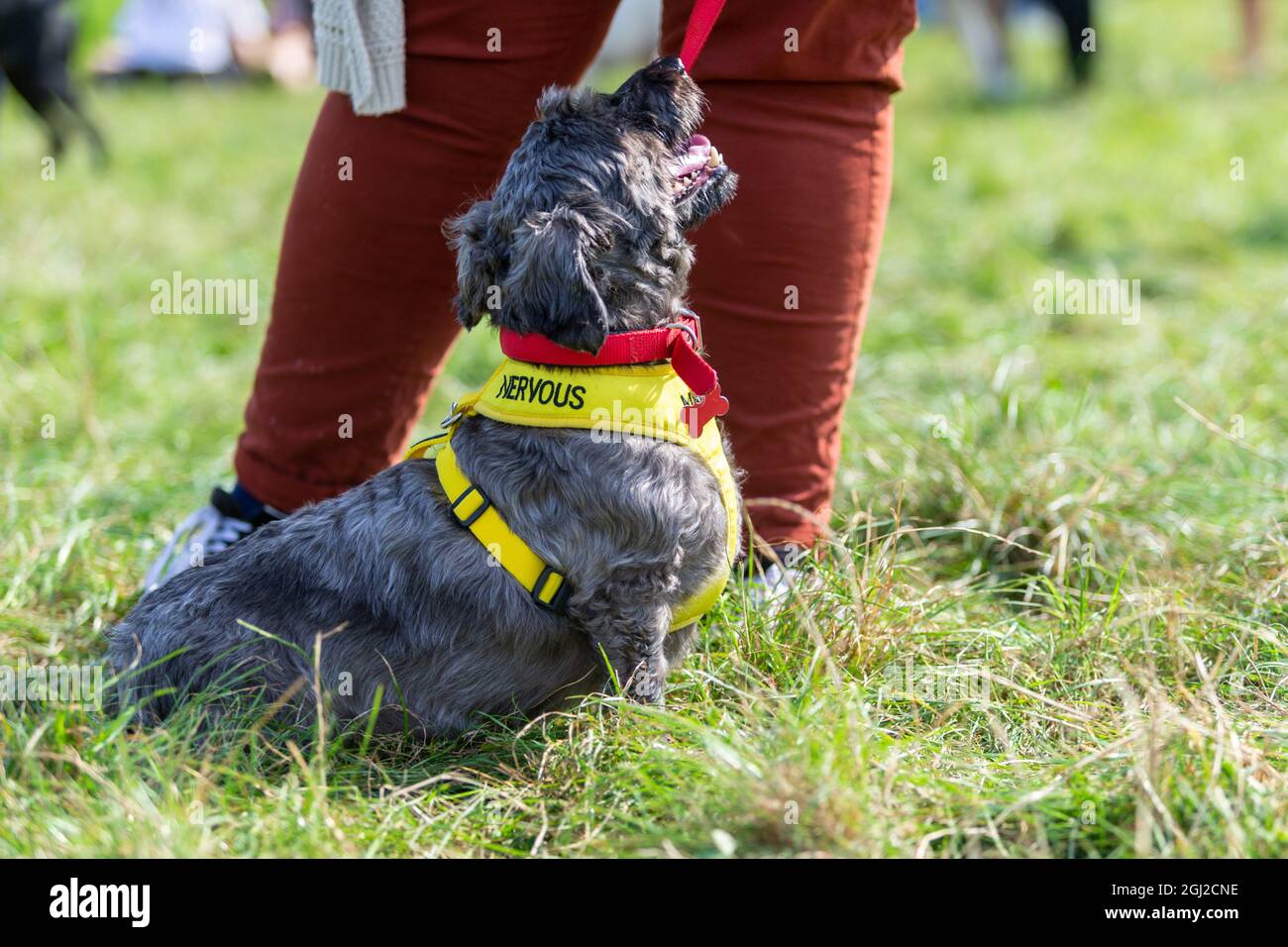 Dog wearing a nervous label lead to help public, UK Stock Photo