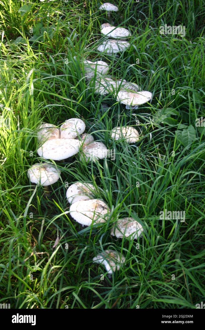 viele Pilze Gemeiner Riesenschirmling auf der Wiese Stock Photo