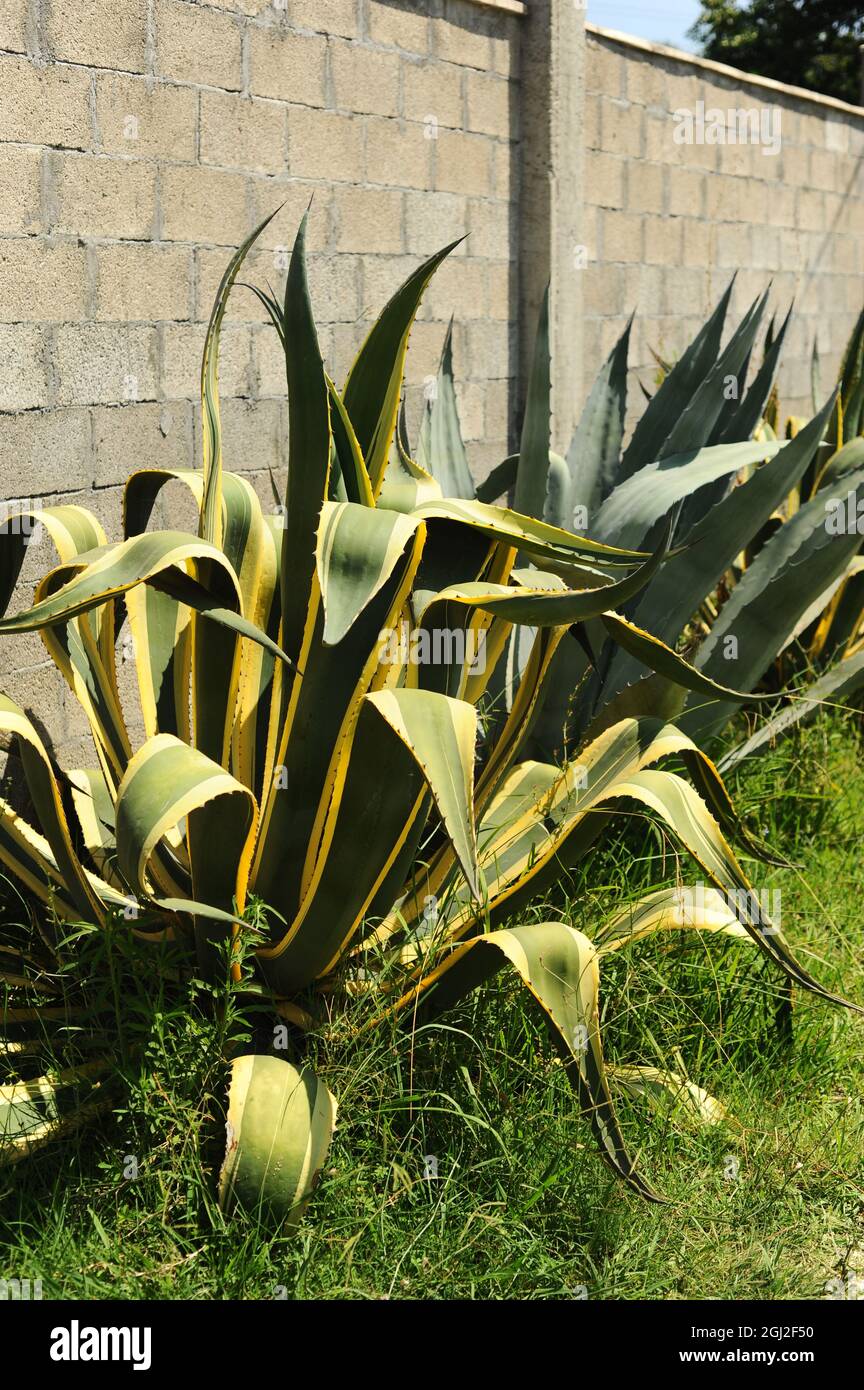 Large cacti near the house. Landscaping of the territory. Cacti and succulents. Stock Photo