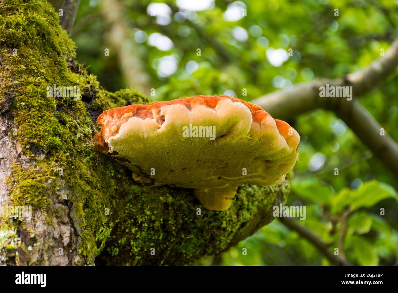 Chicken Of The Woods (Laetiporus sulphureus) is an edible polypore mushroom here growing on an apple tree Stock Photo